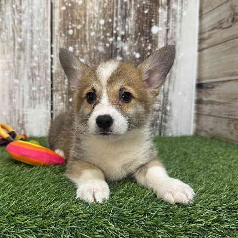 Pembroke Welsh For Sale Pet Express Saugus