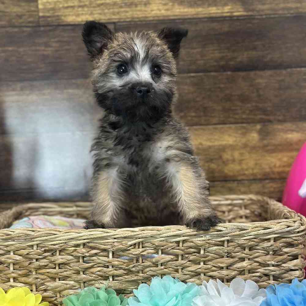 Female Cairn Terrier Puppy for Sale in Saugus, MA