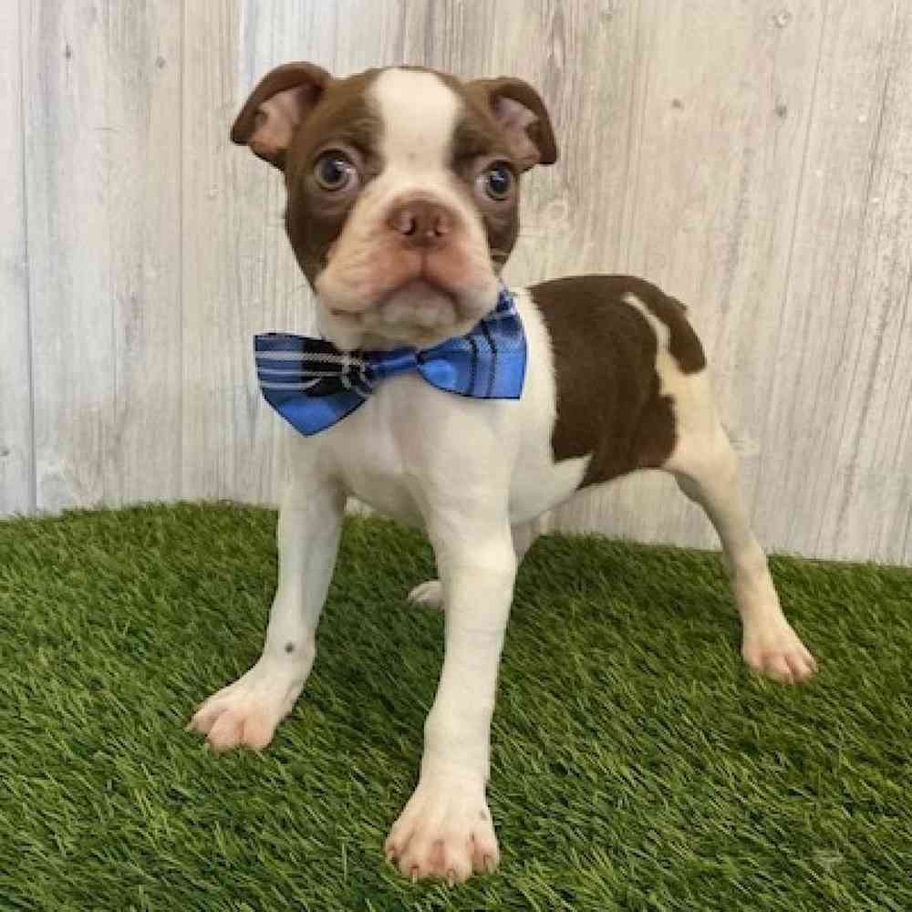 Male Boston Terrier Puppy for sale