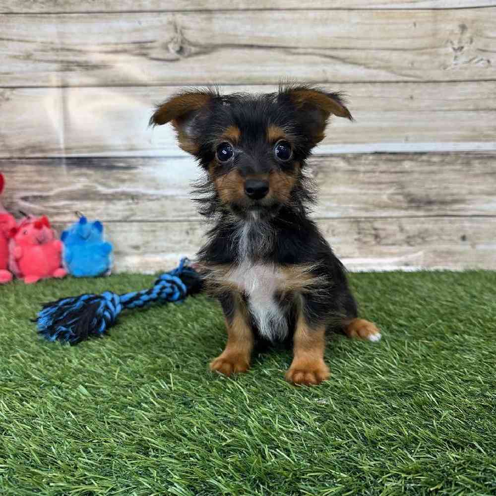 Male Chorkie Puppy for Sale in Saugus, MA