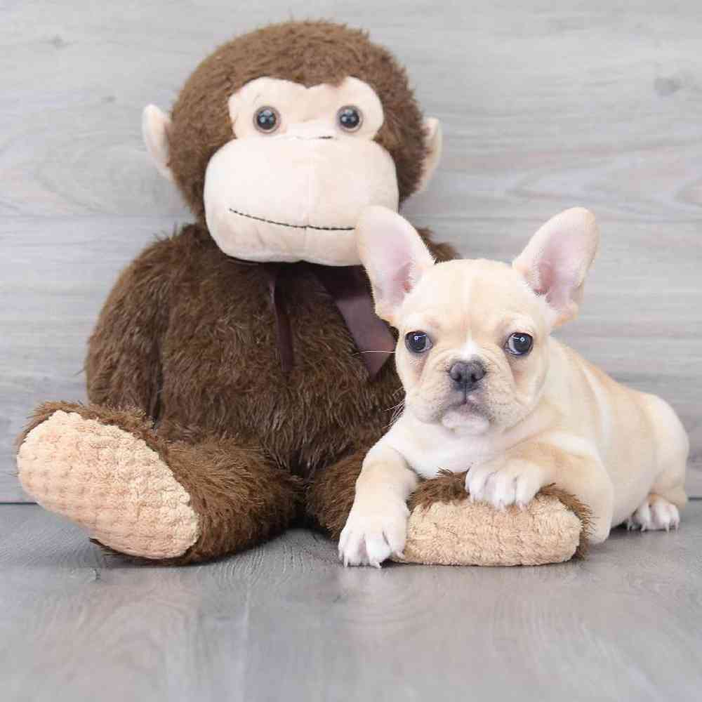 french-bulldog-gabbana-9184362161505833.jpg