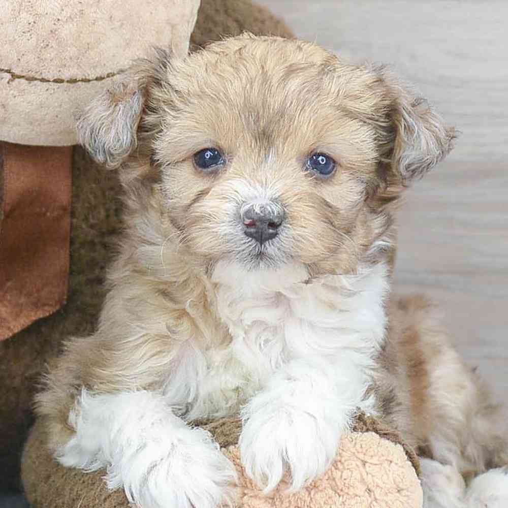 mini-aussiedoodle-cuddles-3385219186157643.jpg