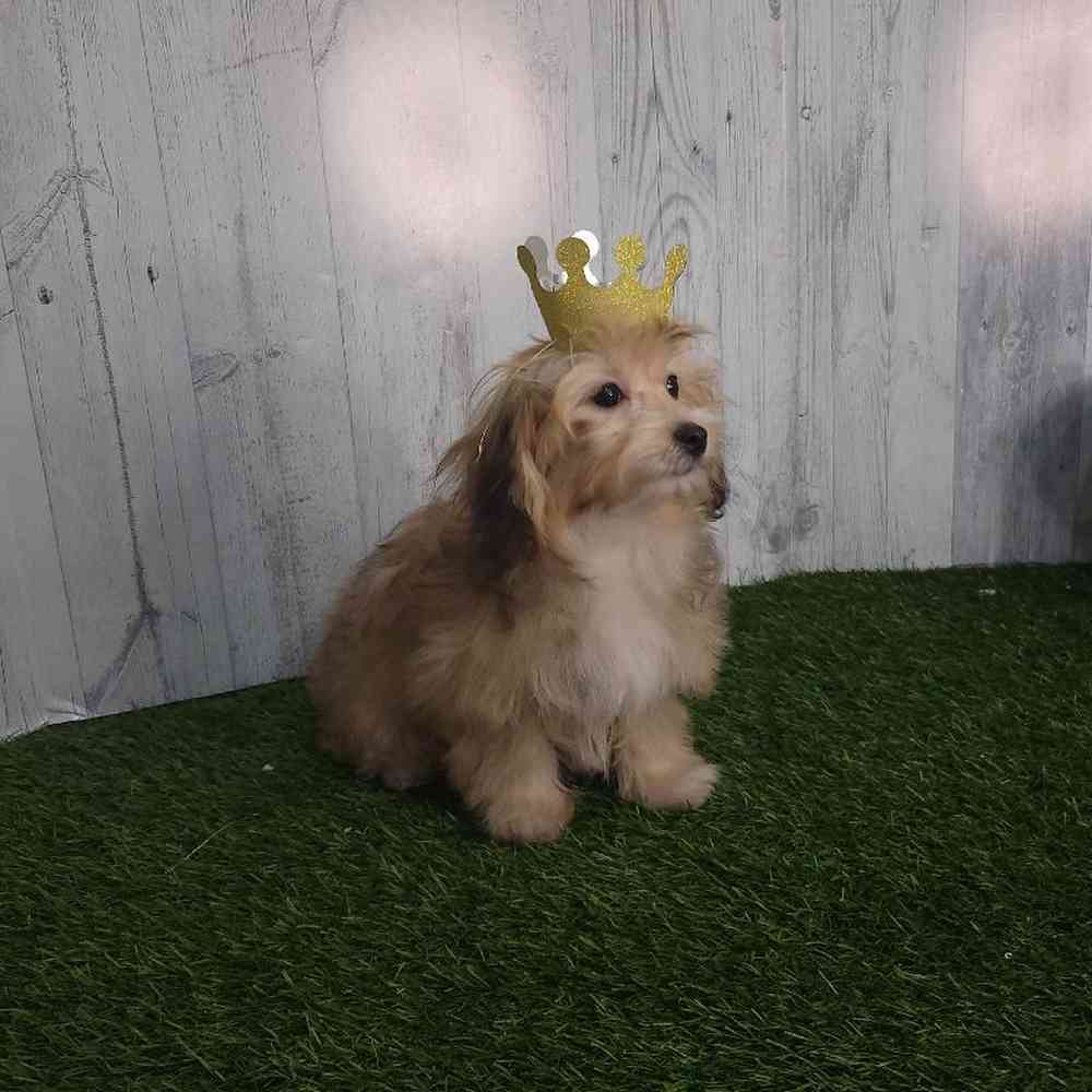 Female Lhatese Puppy for sale