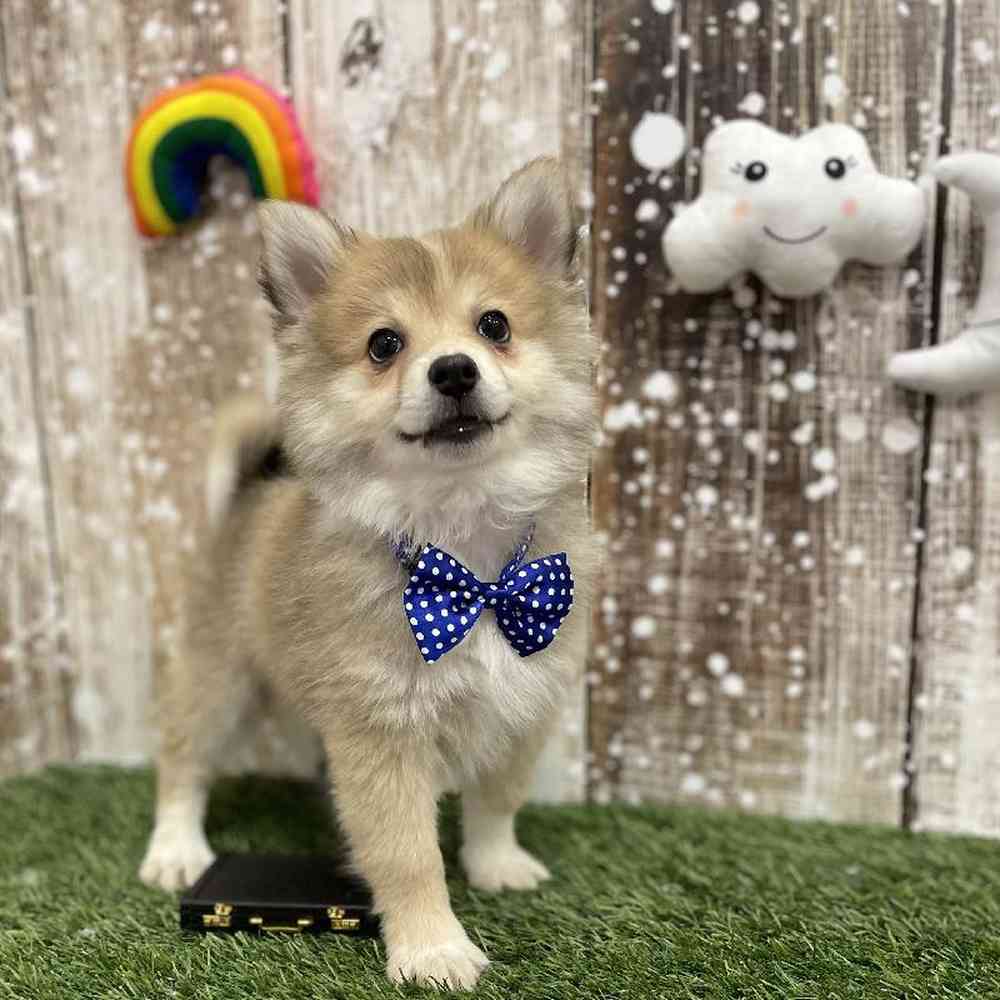 Male Pomimo Puppy for Sale in Braintree, MA