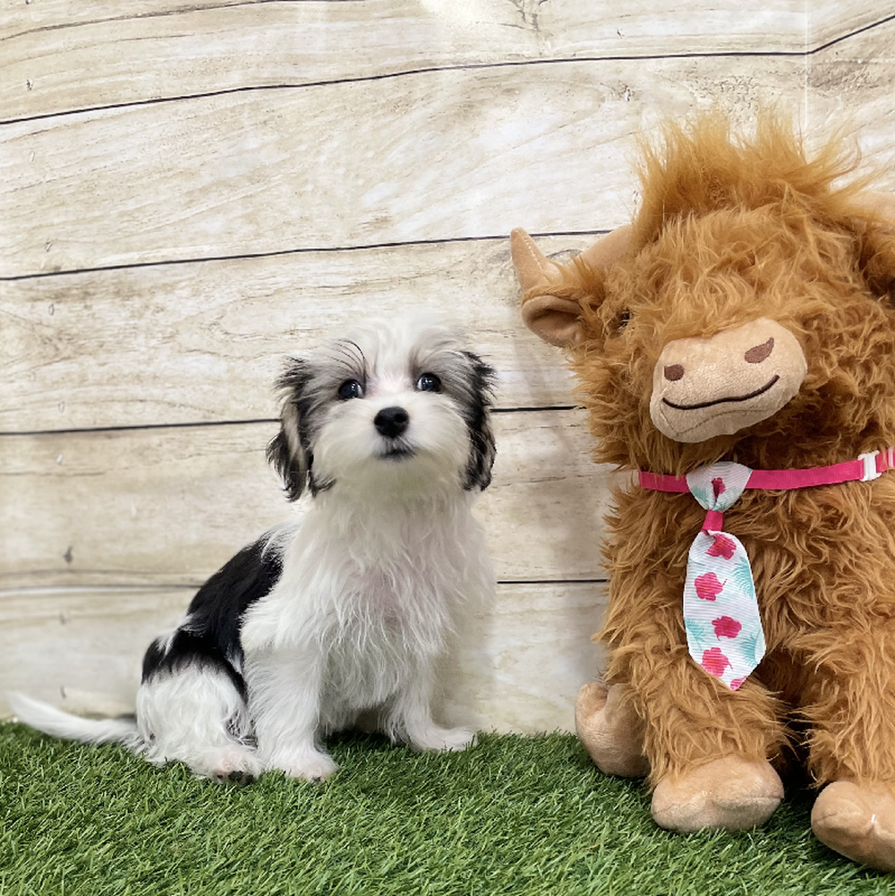 Female Morkie Puppy for Sale in Braintree, MA