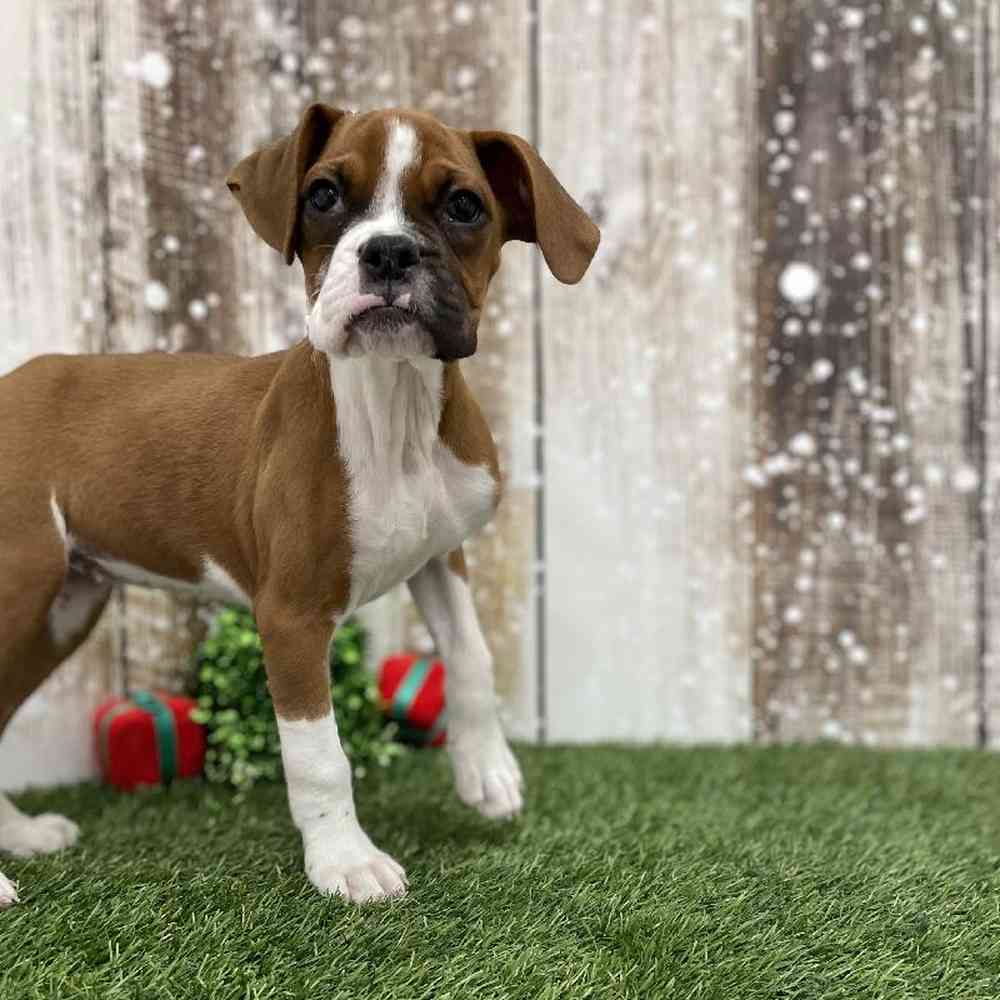 Female Boxer Puppy for Sale in Braintree, MA