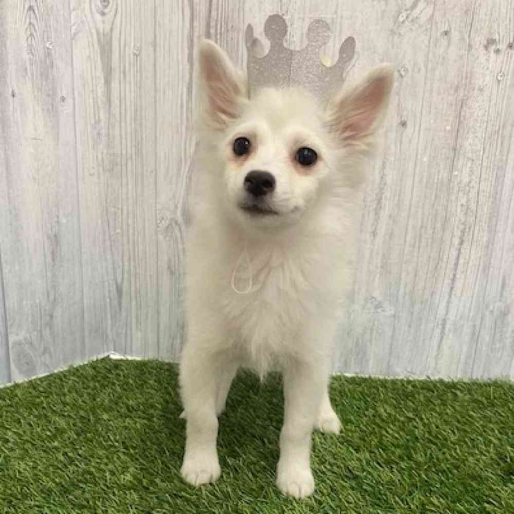 Female Pomimo Puppy for Sale in Braintree, MA