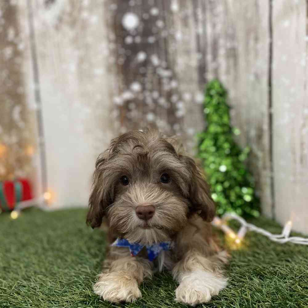 Male Havanese Puppy for Sale in Braintree, MA