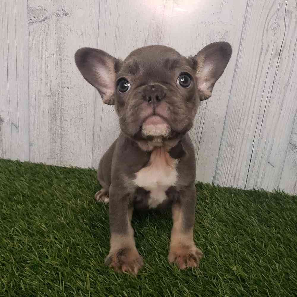 Female French Bulldog Puppy for sale