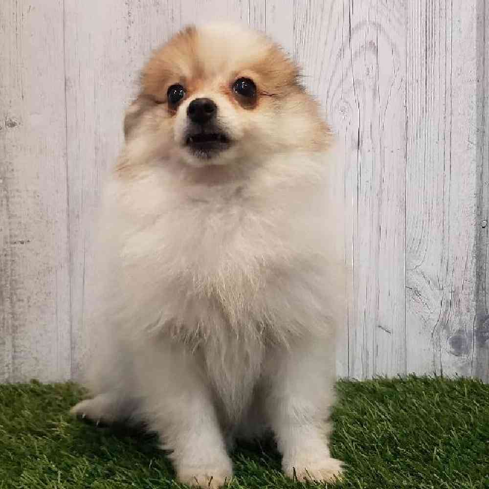 Female Pomeranian Puppy for sale