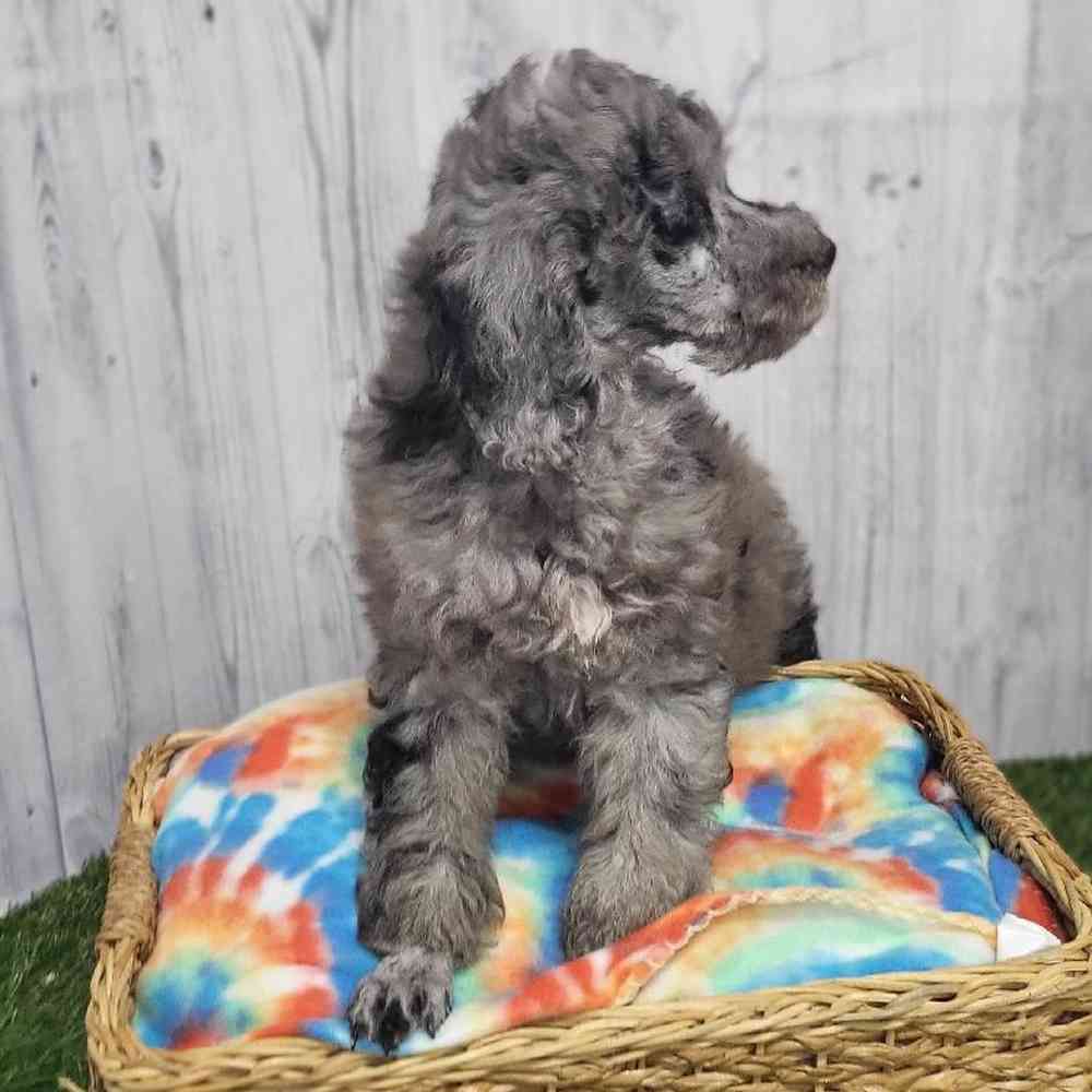 Male Poodle Moyen (Medium) Puppy for Sale in Saugus, MA