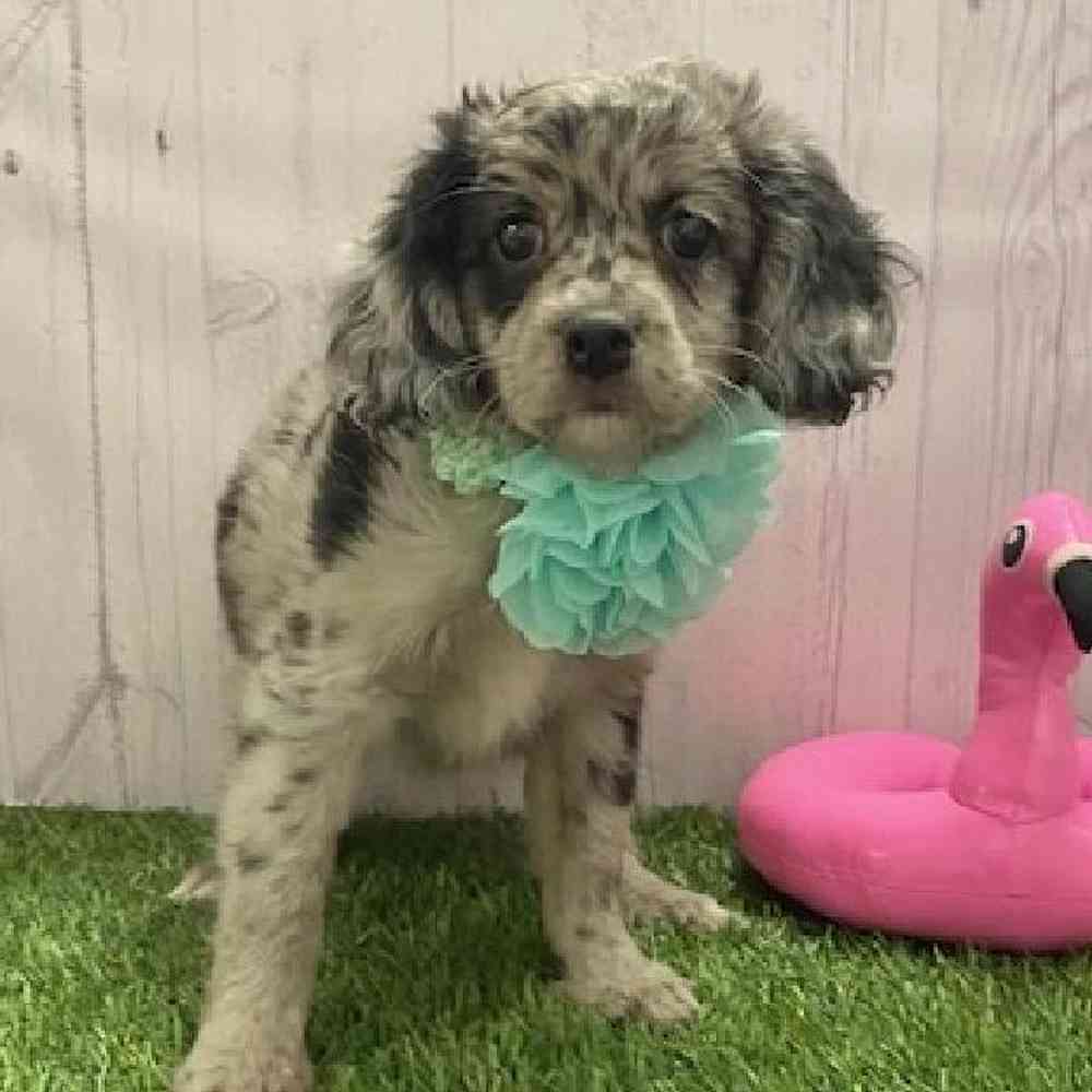 Female Coton Poodle Puppy for Sale in Braintree, MA