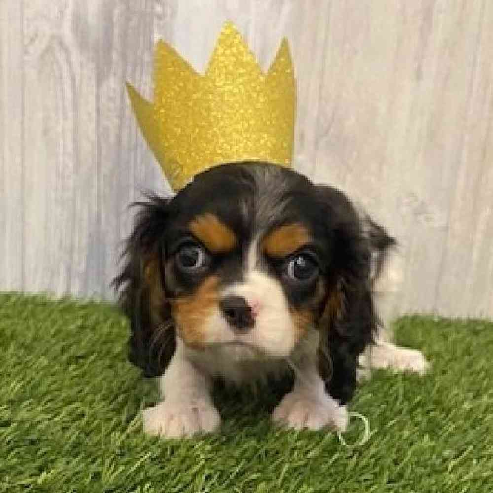 Female Cavalier King Charles Spaniel Puppy for sale