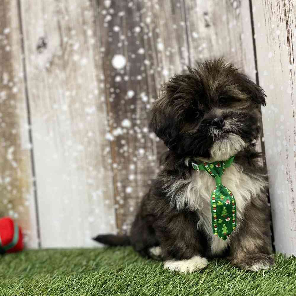Male Lhasa Apso Puppy for Sale in Braintree, MA