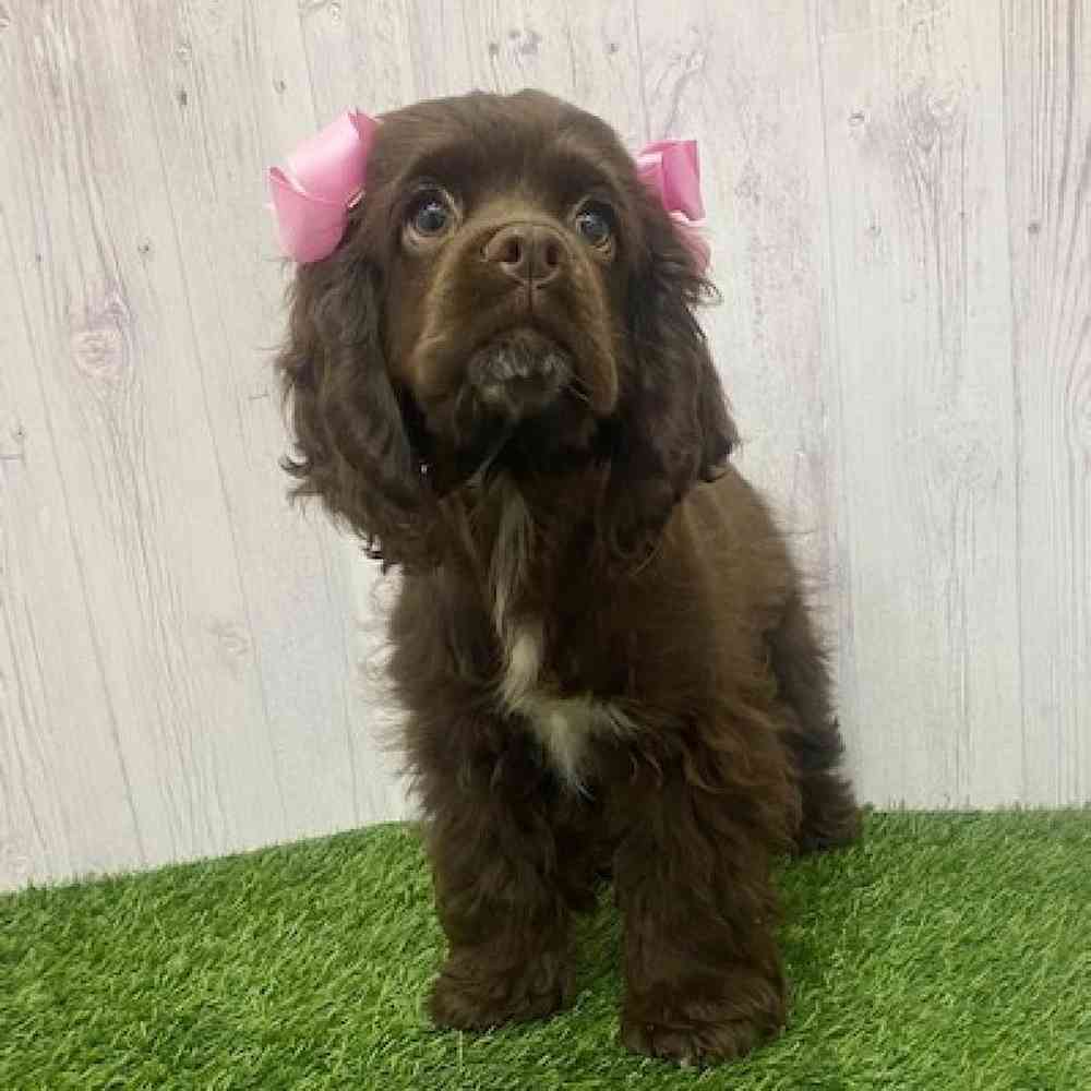 Female Cocker Spaniel Puppy for Sale in Braintree, MA