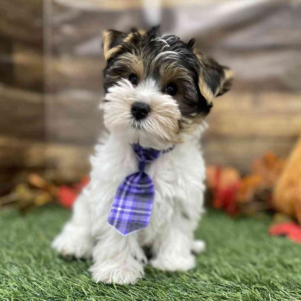 Male Yorkshire Terrier Puppy for Sale in Braintree, MA