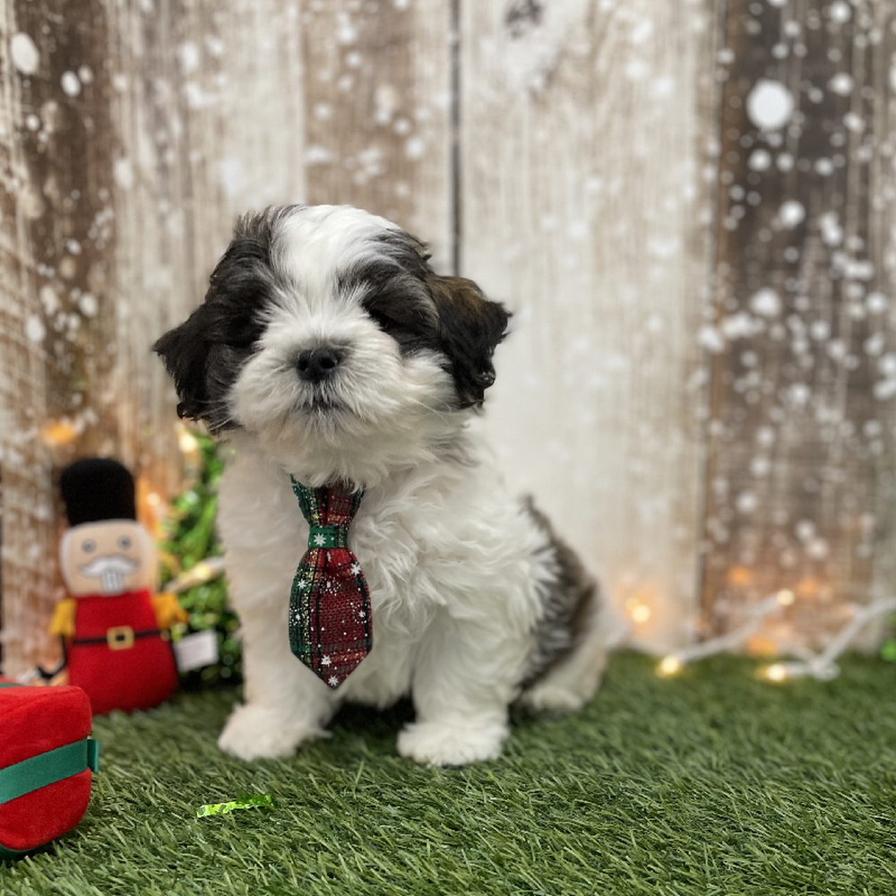 Male Teddy Bear (Zuchon) Puppy for Sale in Braintree, MA