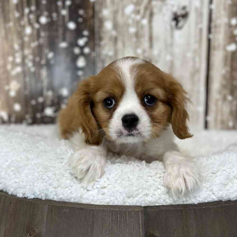 Male Cavalier King Charles Spaniel Puppy for Sale in Saugus, MA