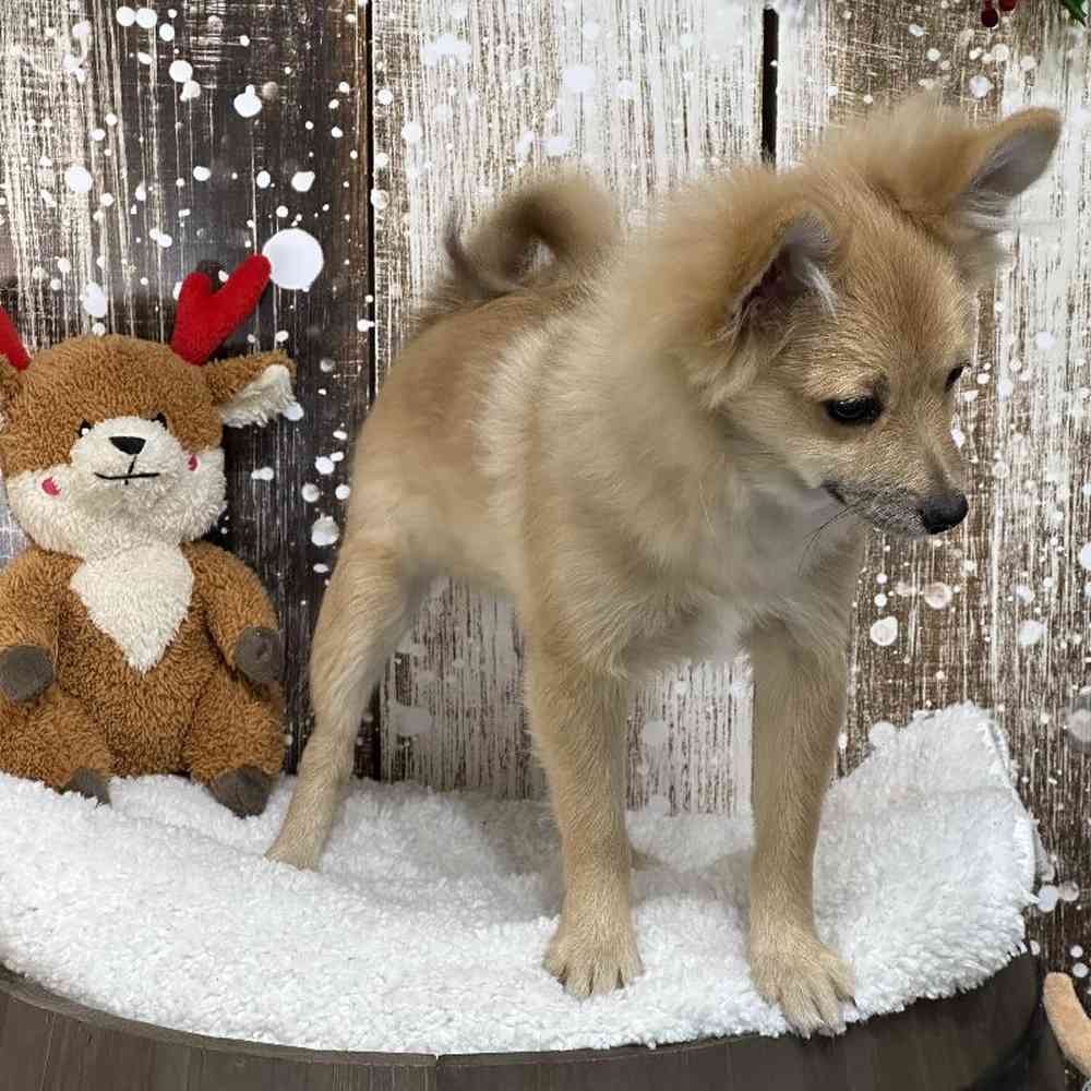 Female Pomeranian Puppy for Sale in Saugus, MA