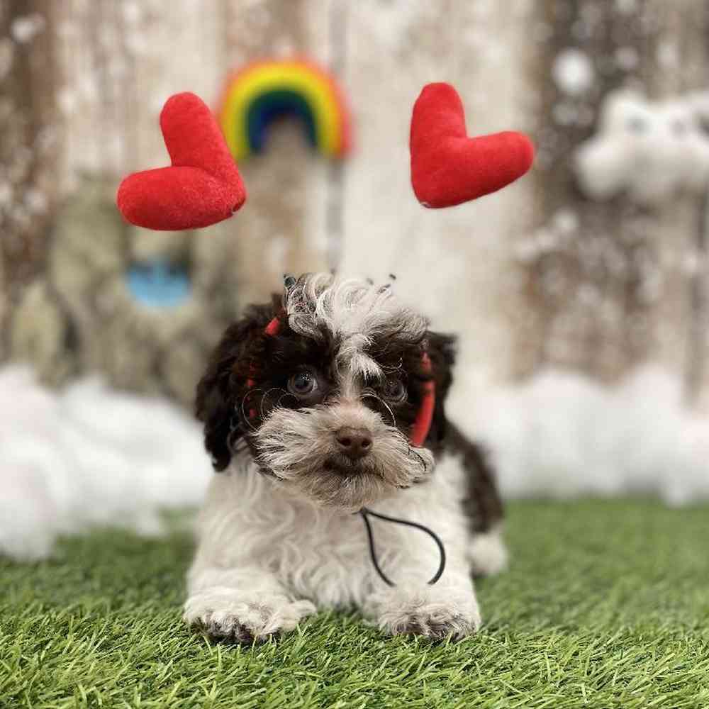 Havapoo For Sale Pet Express Braintree