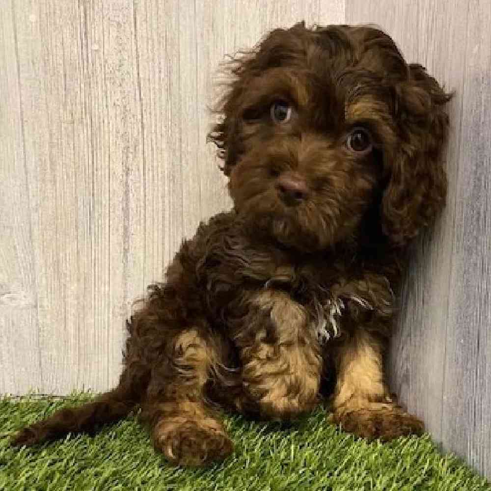Male Cockapoo Puppy for sale