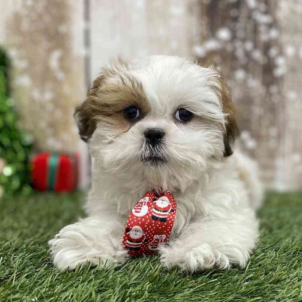 Male Shih Tzu Puppy for Sale in Braintree, MA