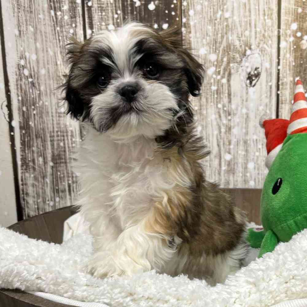 Female Shih Tzu Puppy for Sale in Saugus, MA