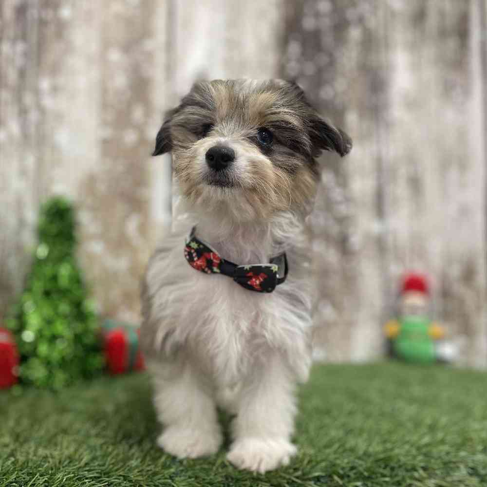 Male Aussiechon Puppy for Sale in Braintree, MA