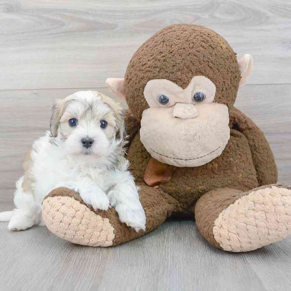 maltipoo-neiman-5688124574084011.jpg