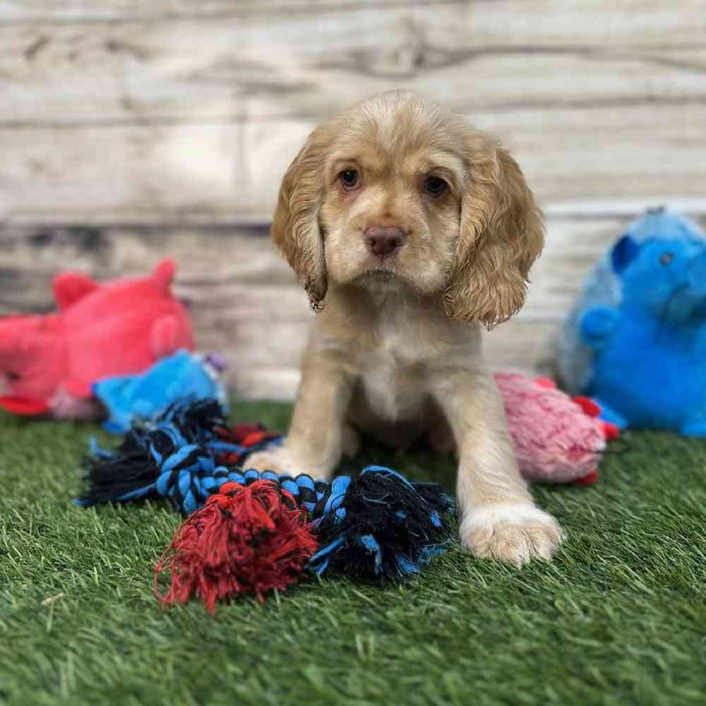 Male Cocker Spaniel Puppy for Sale in Saugus, MA