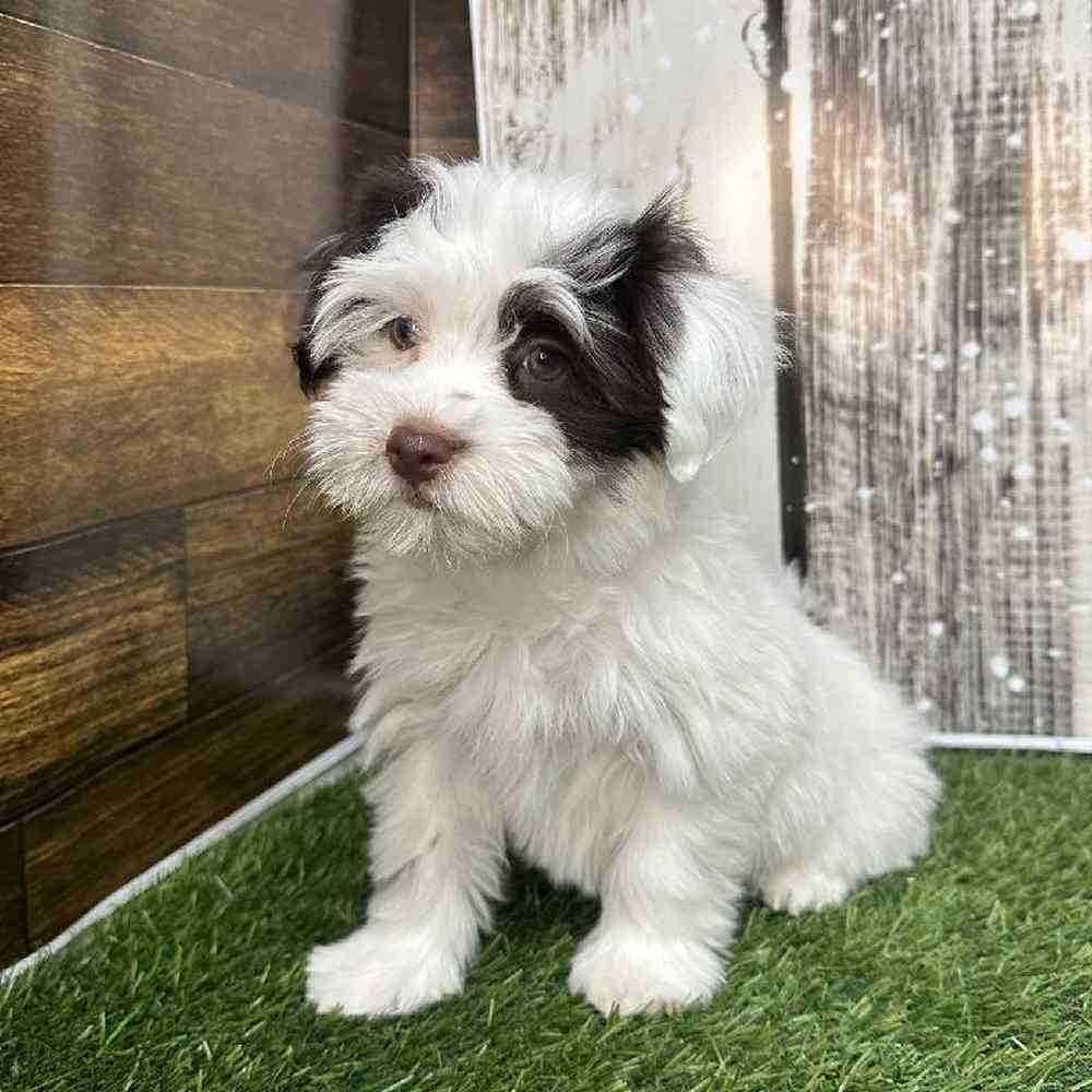 Male Havanese Puppy for Sale in Saugus, MA