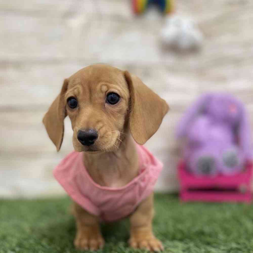 Female Dachshund Puppy for Sale in Braintree, MA