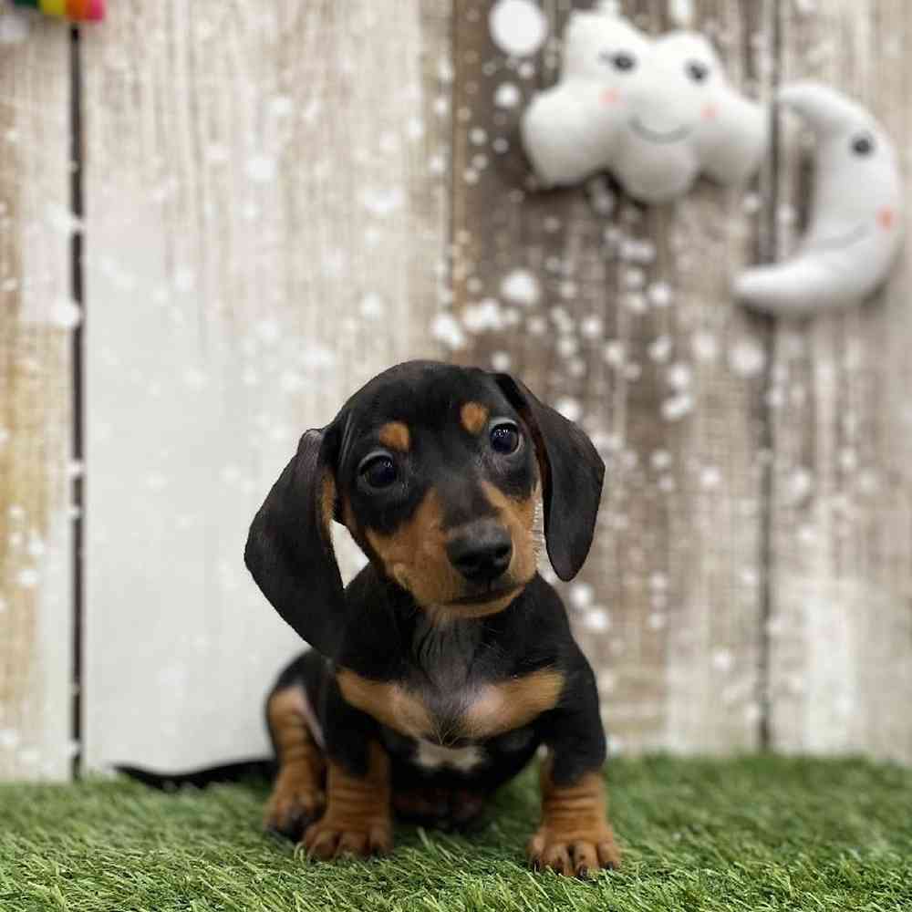 Dachshund For Sale Pet Express Braintree