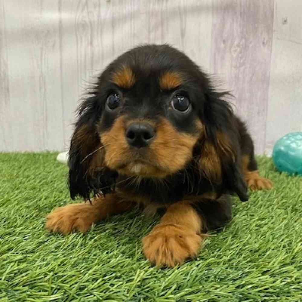 Female Cavalier King Charles Spaniel Puppy for Sale in Braintree, MA