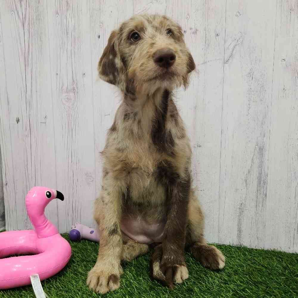 Female Labradoodle Puppy for Sale in Braintree, MA