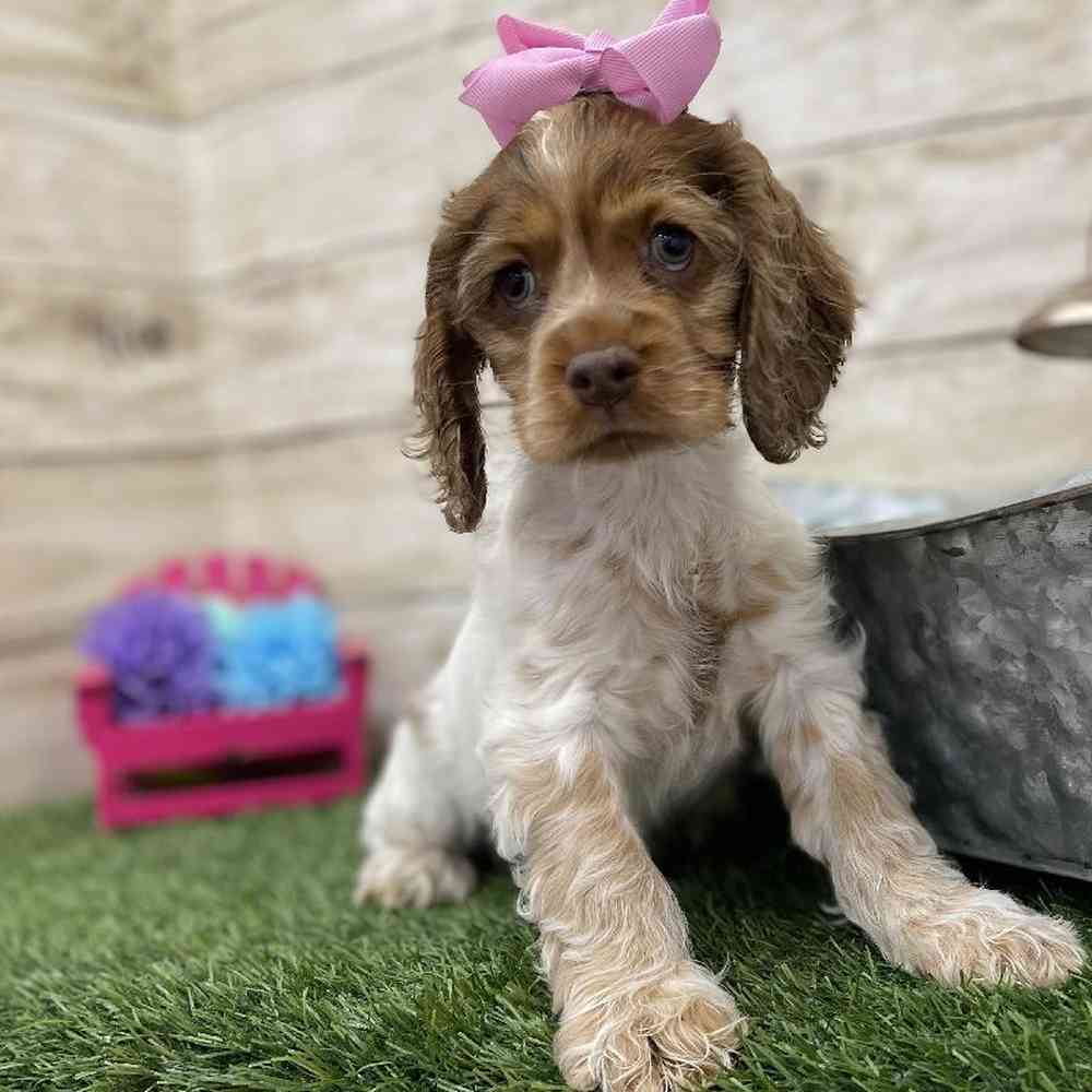 Female Cocker Spaniel Puppy for Sale in Braintree, MA