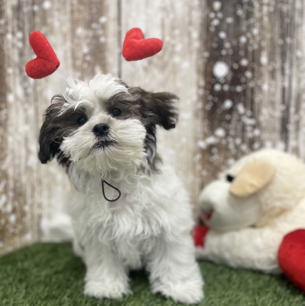 Male Teddy Bear (Zuchon) Puppy for Sale in Braintree, MA