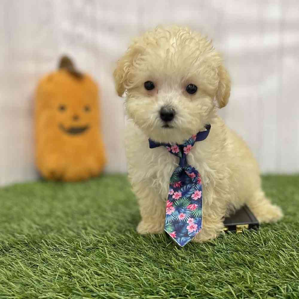 Male Poodle Toy Puppy for Sale in Braintree, MA