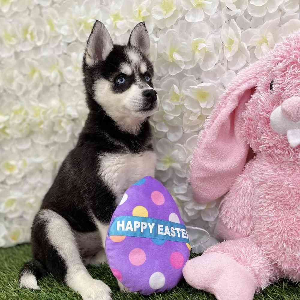 Female Alaskan Klee Kai Puppy for Sale in Braintree, MA