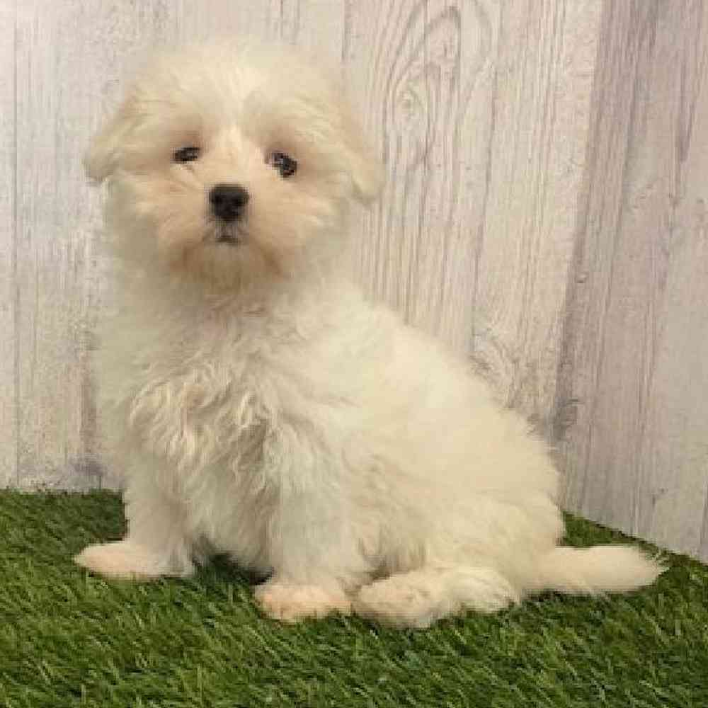 Male Maltese Puppy for sale