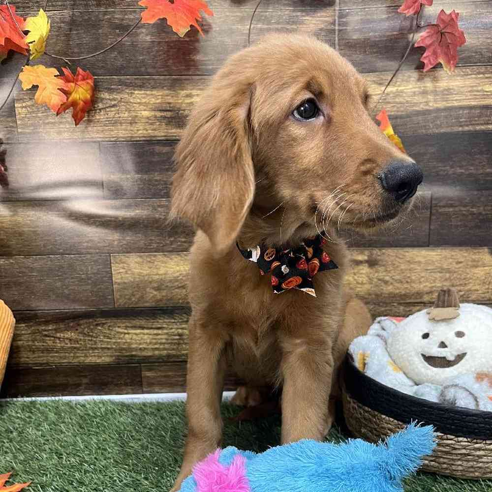 Male Golden Retriever Puppy for Sale in Saugus, MA