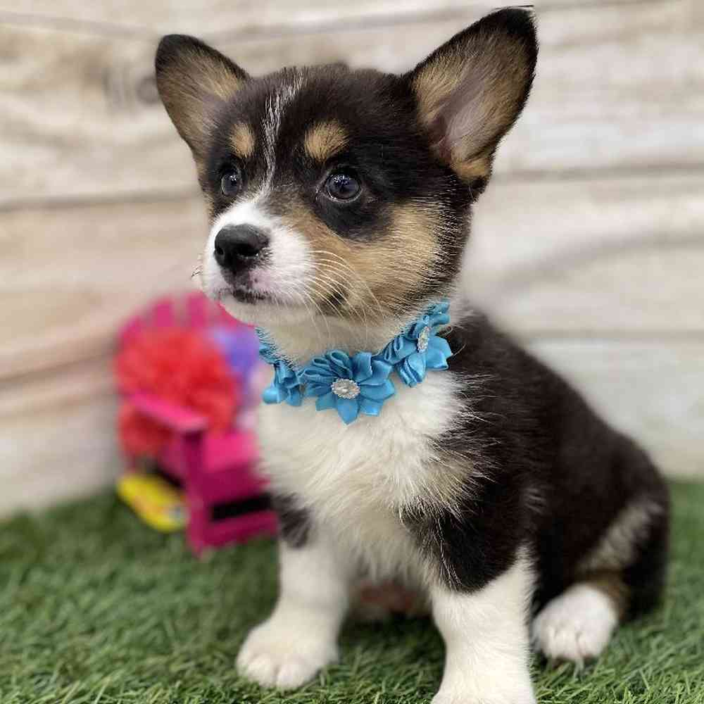 Female Pembroke Welsh Corgi Puppy for Sale in Braintree, MA