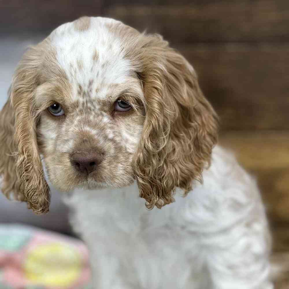 Female Cocker Spaniel Puppy for Sale in Saugus, MA