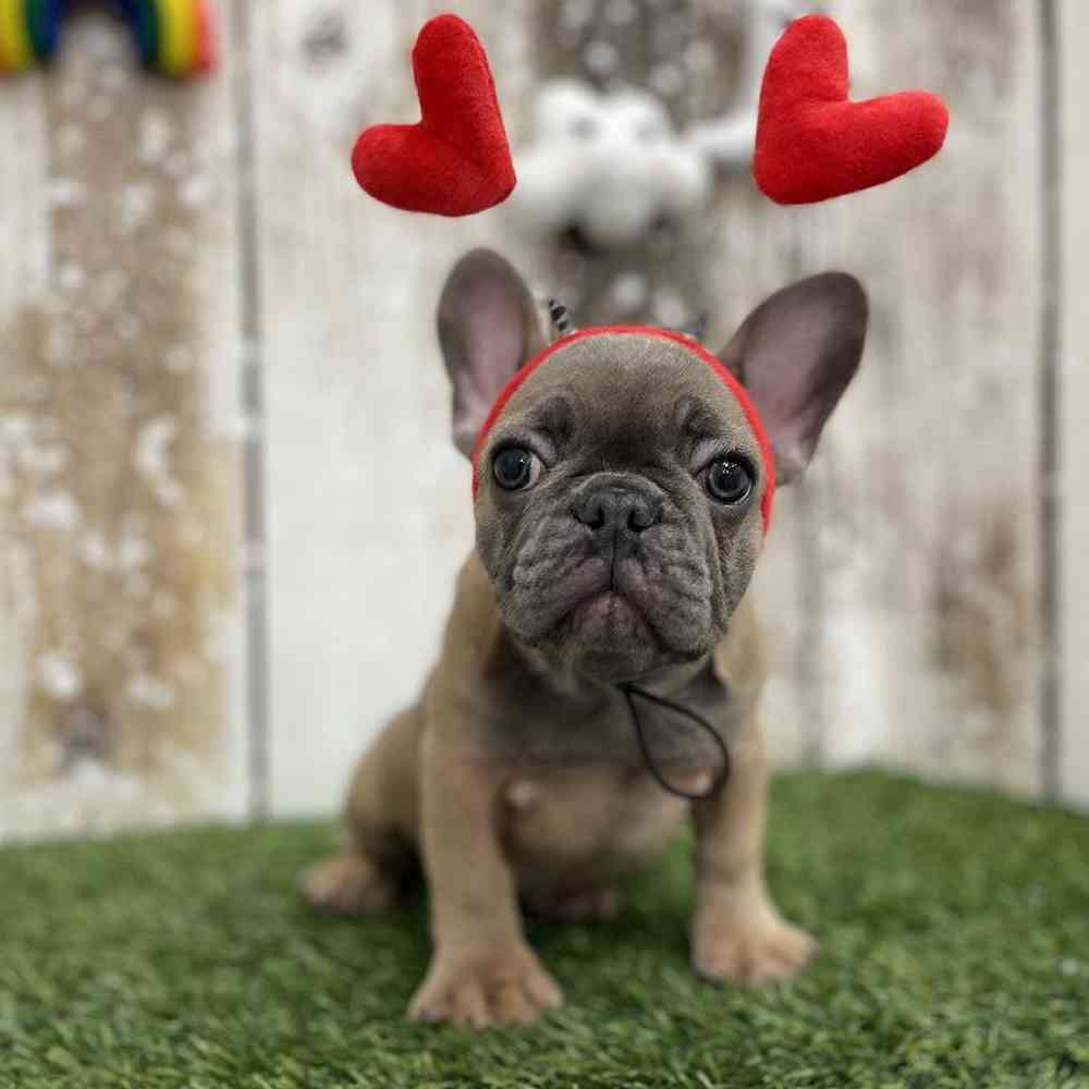 Male French Bulldog Puppy for Sale in Braintree, MA