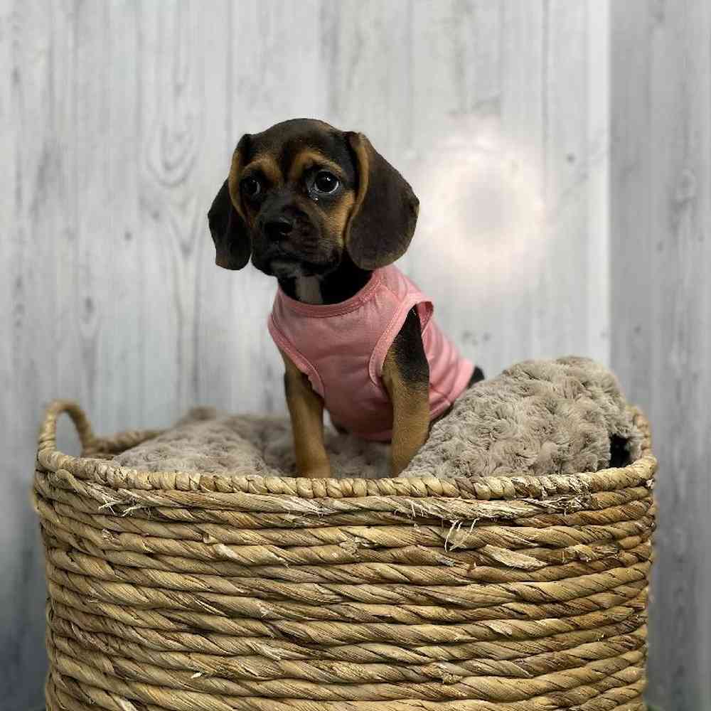 Female Puggle Puppy for sale