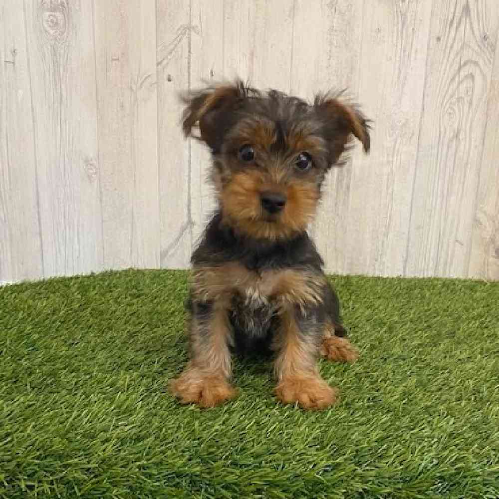 Male Yorkshire Terrier Puppy for sale