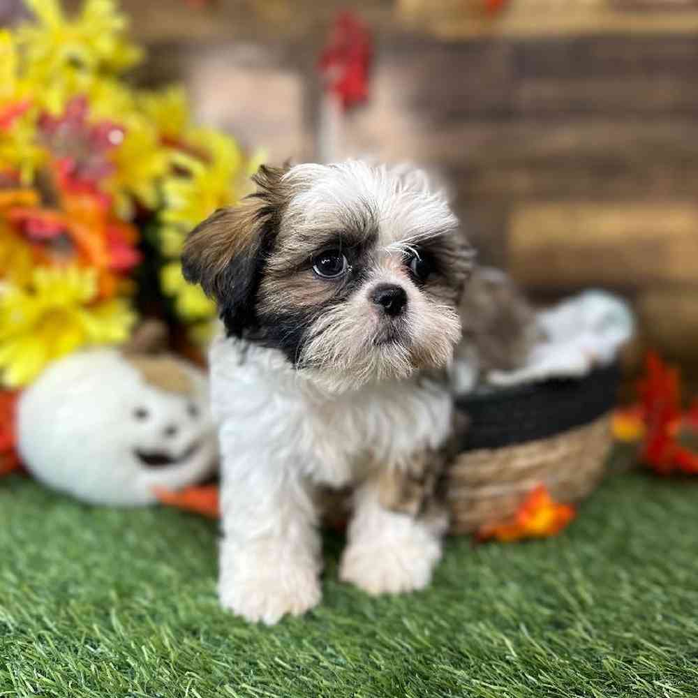 Female Shih Tzu Puppy for Sale in Saugus, MA