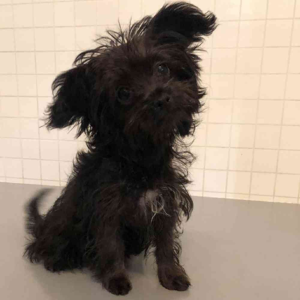 Female Chi-Poo Puppy for sale