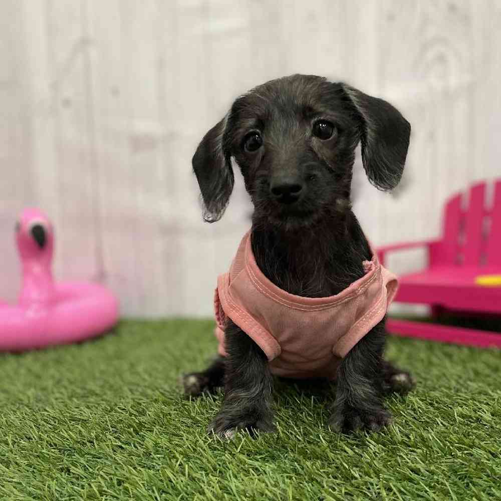 Female Doxie-Poo Puppy for Sale in Braintree, MA