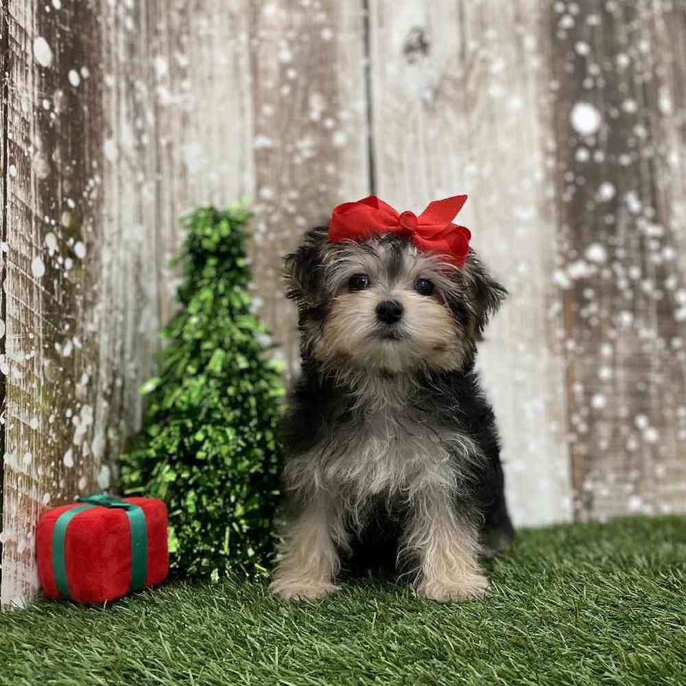 Female Morkie Puppy for Sale in Braintree, MA
